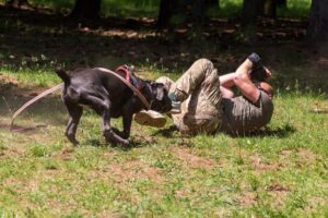 Cane Corso dog aggressively lunging at a handler during aggression training, showcasing a controlled training scenario with safety gear in place.